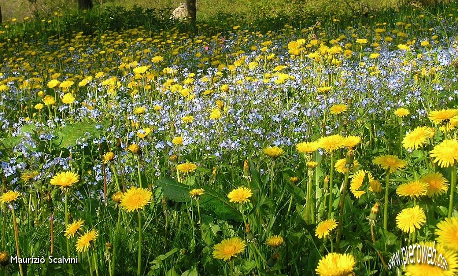 18 Fiori di Fraggio.JPG